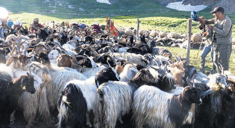 Yaylada 40 yıl sonra koyun ve keçi sesleri