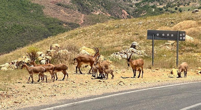 Tuncelide yaban keçileri insanlara alıştı, uzmanından ölümcül uyarısı geldi