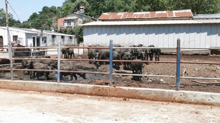 İstanbulda boşaltılmak istenen Pirinççi köyü halkı: Burada doğduk büyüdük, burada öleceğiz