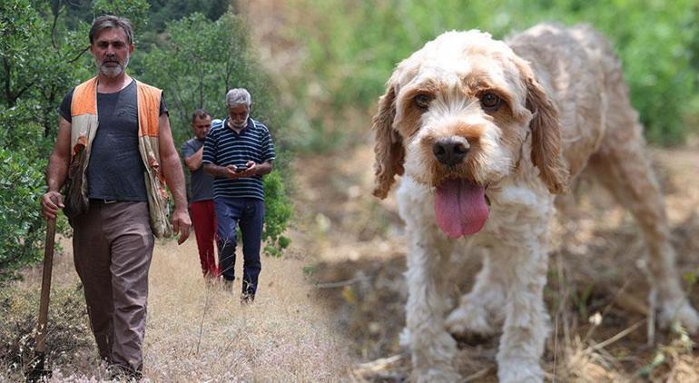 7 yıldır köpeği ile şehir şehir geziyor Dünyanın en pahalı elmasını buluyor