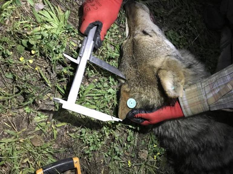 En gezgin kurt 13 yıl uydudan izlendi, Türkiyede şaşırtan rota