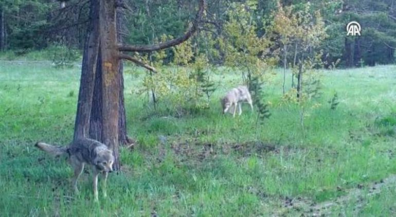 En gezgin kurt 13 yıl uydudan izlendi, Türkiyede şaşırtan rota