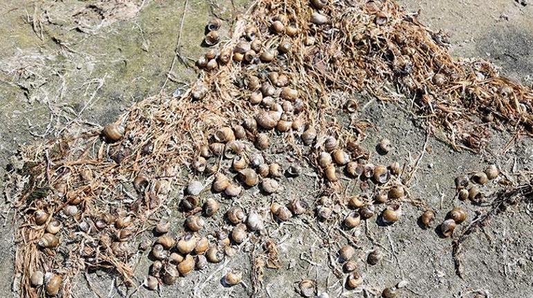 Eğirdirde binlerce ölü kabuklu su canlısı kıyıya vurdu