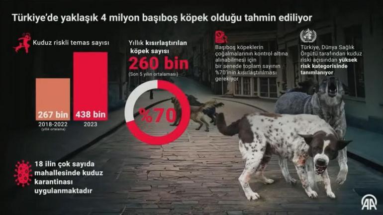 Sokak köpekleri düzenlemesi Bakan Yumaklı: Yakala-kısırlaştır-sal modeli uygulanamadı