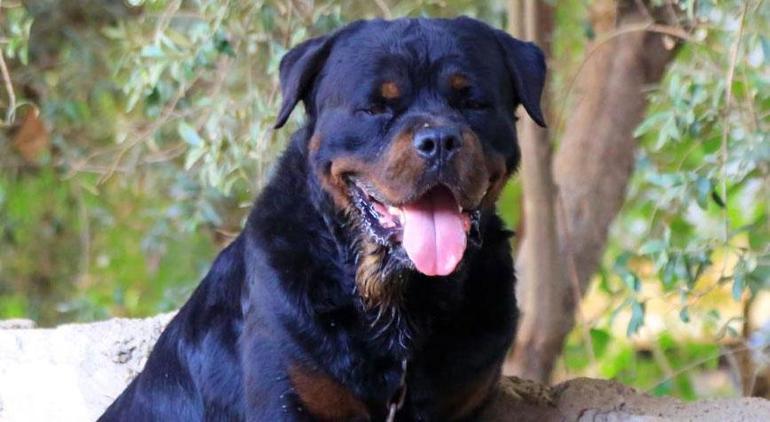 Köpeğin ısırdığı adam yüzünden yaralandı Polis ekiplerini çileden çıkardı