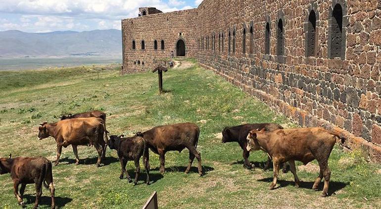 İsyan ettiren görüntü Tarihi yapı ahıra döndü: Ecdadın kemlikleri sızlıyor