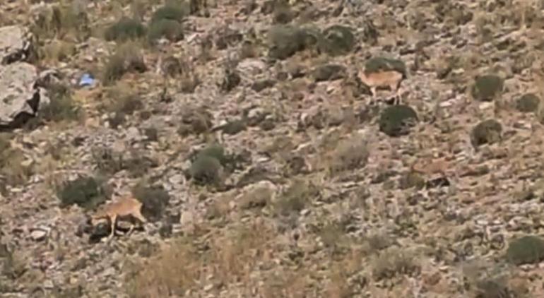 Hakkari-Van yolunda görüldü Hiçbir şekilde dokunmayalım