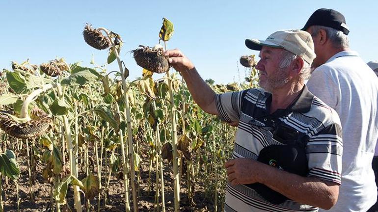 Edirnede yerli ve milli hibrit ayçiçeği tohumu 200 tonun üzerine çıkıldı