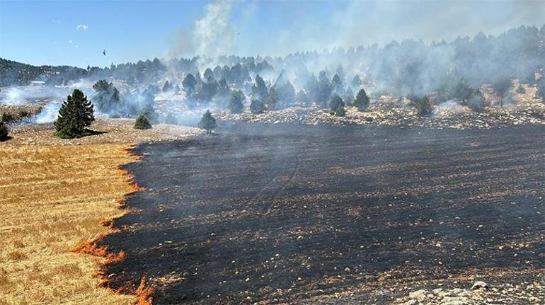 Adanada anız yangını ormana sıçradı