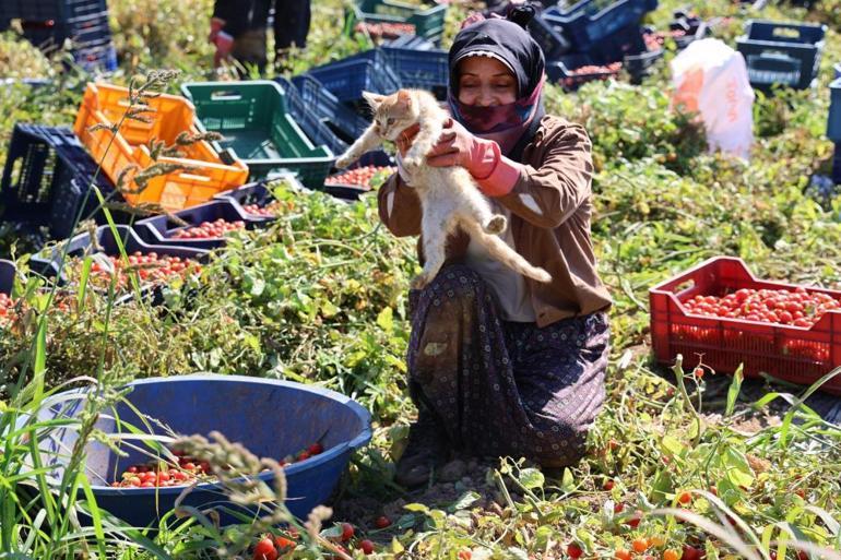 Her gün kedisi ile 190 kilometre yol gidiyor