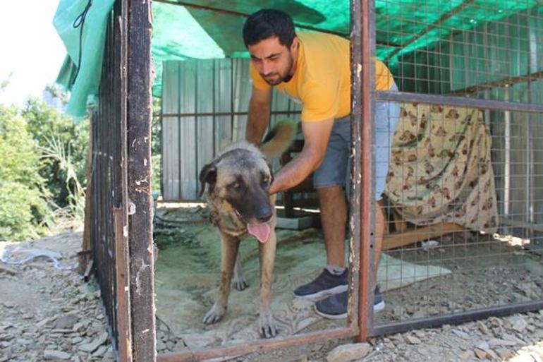 Kangal zincirini kırdı Taş atan çocuğa dehşeti yaşattı