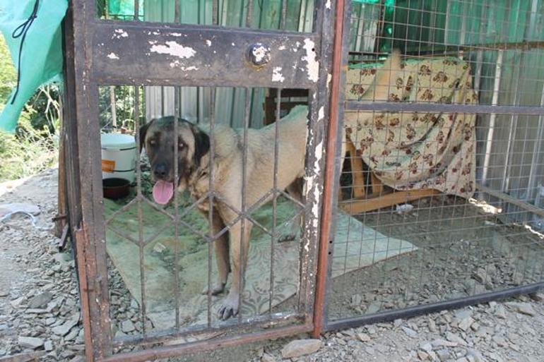 Kangal zincirini kırdı Taş atan çocuğa dehşeti yaşattı