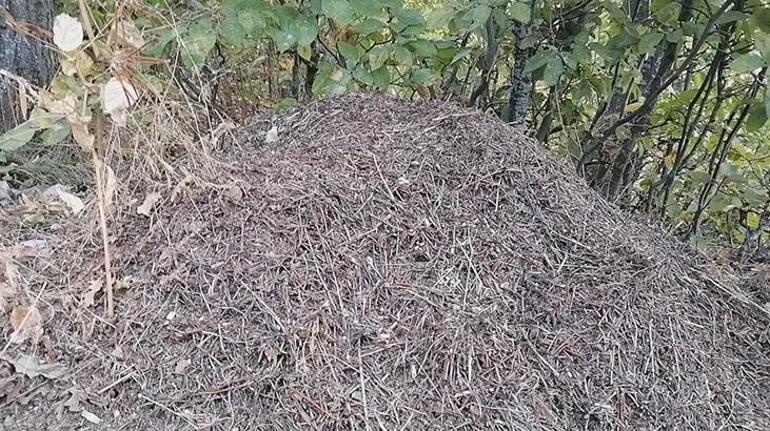 Amasyada bulundu Gören şaştı kaldı Dev karınca yuvaları