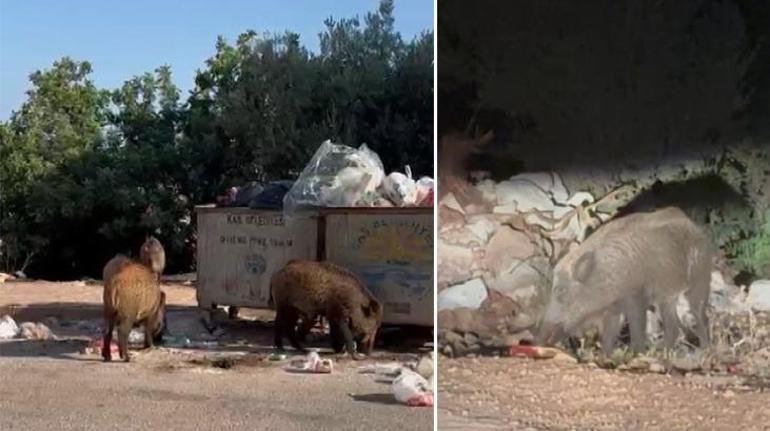 Antalyada yaban domuzları şehir merkezine indi Her yerde yiyecek aradılar