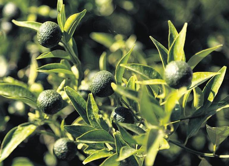 Bodrum’un yeşil cazibesi