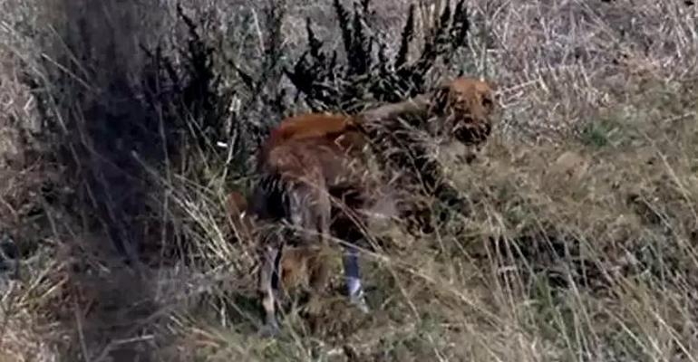 İstanbulun göbeğinde sokak köpeklerinin saldırısına uğradı hayatını kaybetti