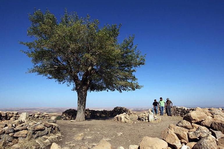 Göbeklitepeden yükselen dut ağacının sırrı 12 bin yıllık soruya cevap aranıyor