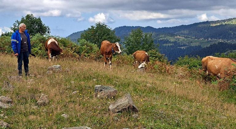 Ordu’da dehşete düşüren olay Ahıra giren ayı, danayı götürdü