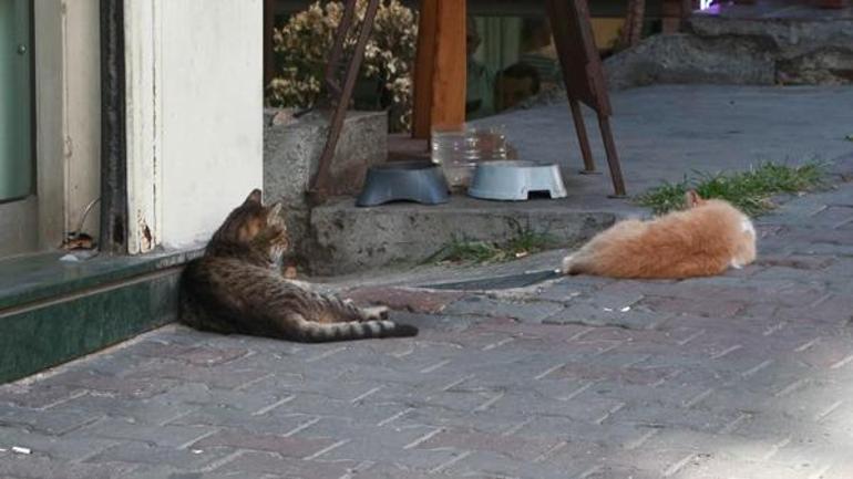 Cihangirin maskotu Tarçın öldü: Hepimizi çok yaraladı ve çok mutsuzuz