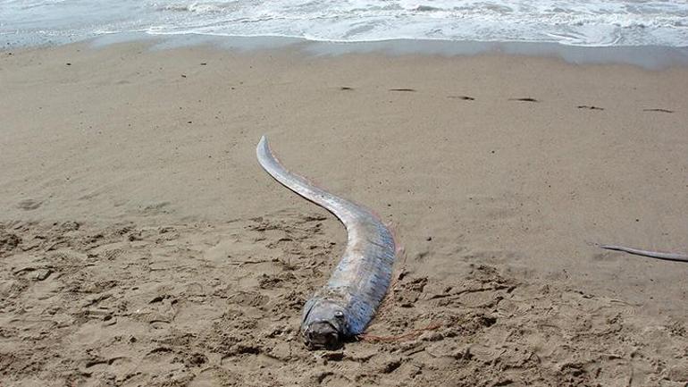 7.4lük depremden 30 gün önce görüldü Kıyamet balığı son işareti nerede verdi