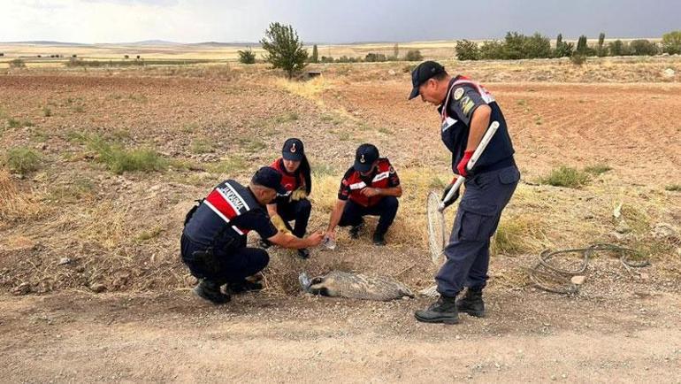 Vatandaşlar fark etti Türkiyede nadir görülüyor yaralı olarak bulundu