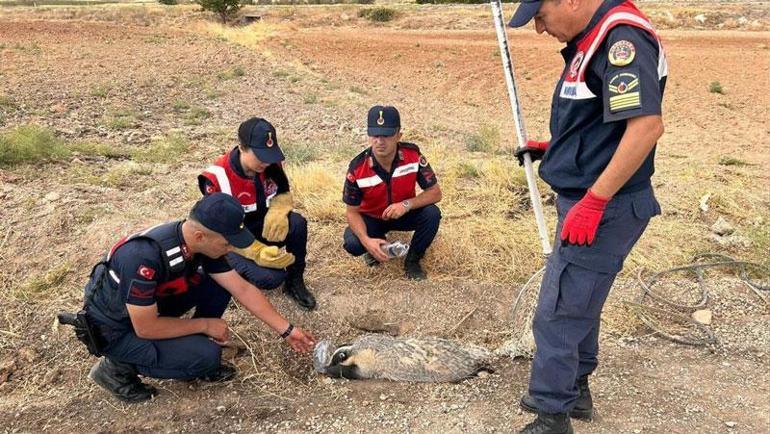 Vatandaşlar fark etti Türkiyede nadir görülüyor yaralı olarak bulundu