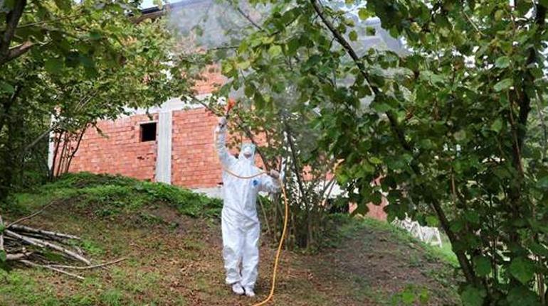 Kahverengi kokarca ile mücadele Fındık bahçeleri tek tek ilaçlandı