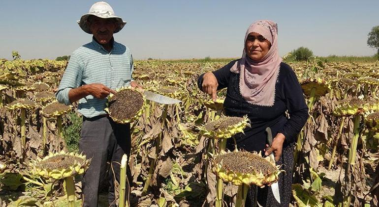 Kayseri’den Avusturya’ya Yarışmayla tanınmıştı; bu kez çekirdek hasadı yaptı