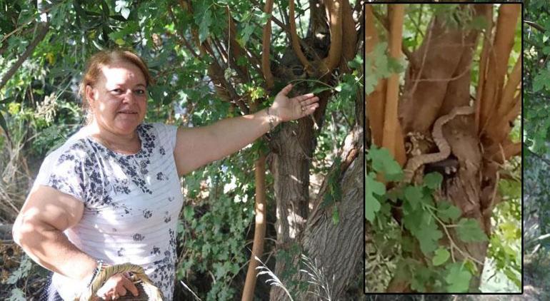 Tarlaya gelenler şoke oldu Metrelerce uzunlukta yılan tuzağa takıldı