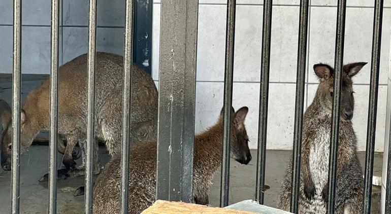 Otomobilden çıkan hayvanları görünce şoke oldular