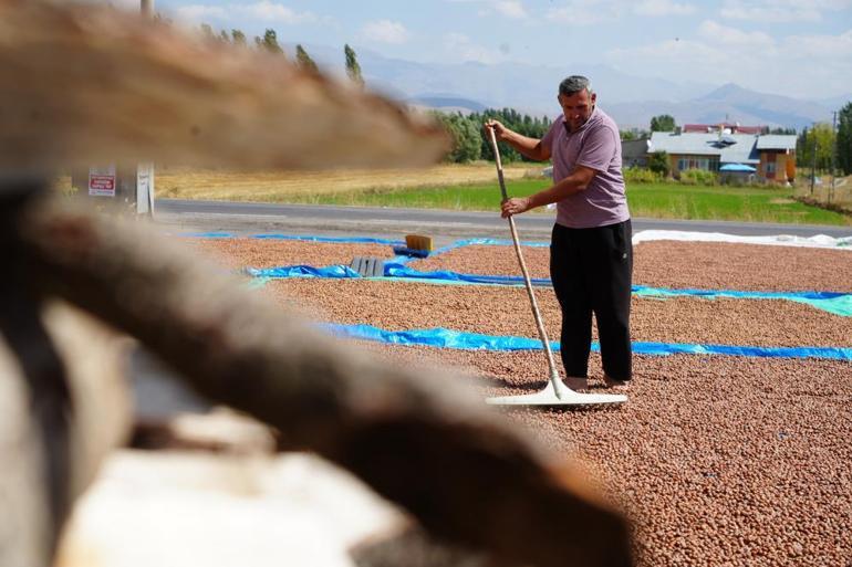 Zorlu mesai Trabzonda toplanıyor, Bayburtta kurutuluyor