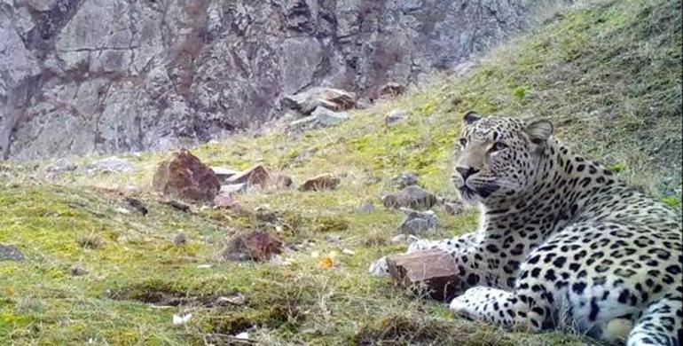 Tüm ihtişamıyla kamerada Anadolu Parsını öldürene dudak uçukatan ceza