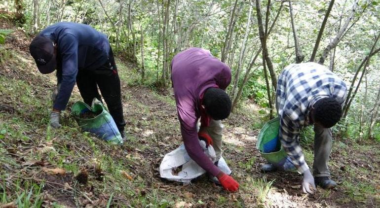 Yer: Giresun Afrikalı öğrencilerin fındık mesaisi