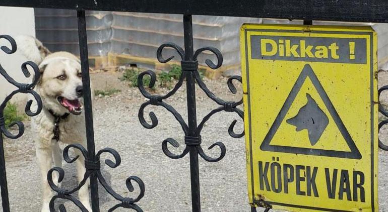 Samsunda köpek dehşeti 3 çocuk babası ölümden döndü