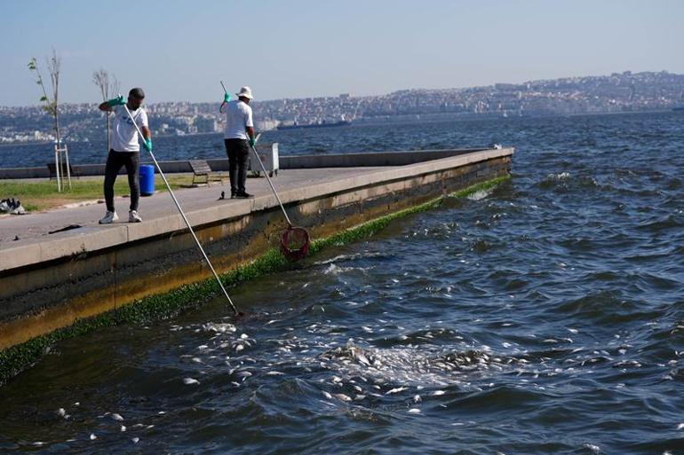 İzmir Körfezinde korkutan görüntü sürüyor Kıyıya vurdular