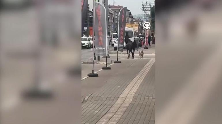 Bursada Pitbull cinsi köpek sokak ortasında ata böyle saldırdı