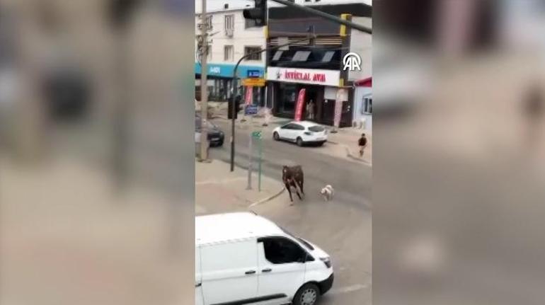 Bursada Pitbull cinsi köpek sokak ortasında ata böyle saldırdı