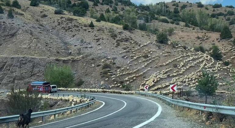 İstanbulu terk edip köyüne yerleşti... Şimdi çobanlık yapıyor