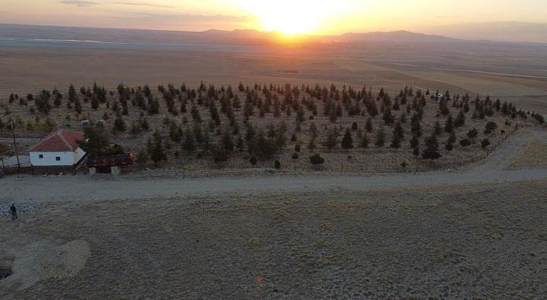 Nişan ve düğünlerde makas kesme parası ile ağaç aldı Bozkırı, ormana çevirdi