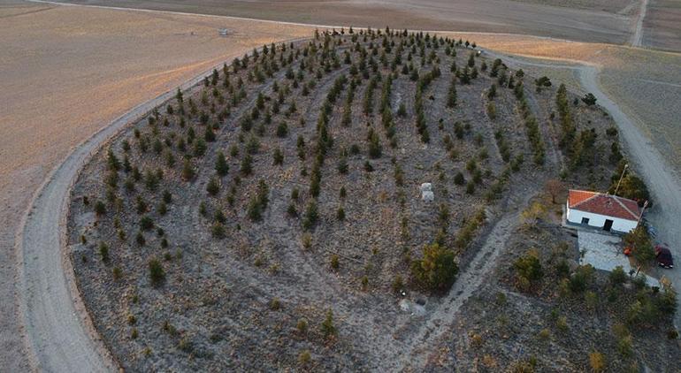 Nişan ve düğünlerde makas kesme parası ile ağaç aldı Bozkırı, ormana çevirdi