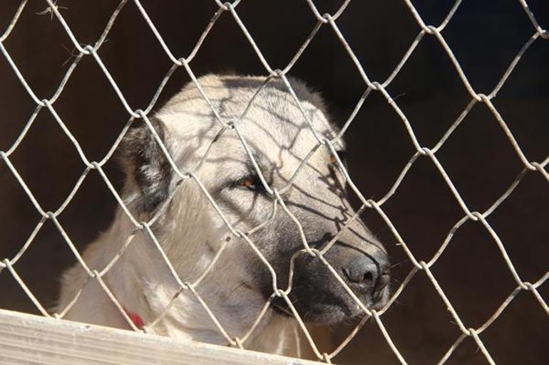 Kangal köpeklerinin fiziksel yapısı değişiyor: Doğanın en zekisi