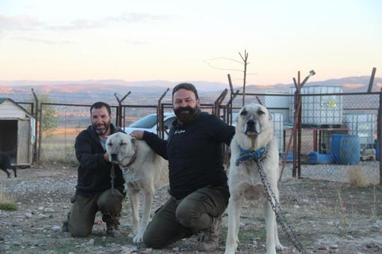 Kangal köpeklerinin fiziksel yapısı değişiyor: Doğanın en zekisi