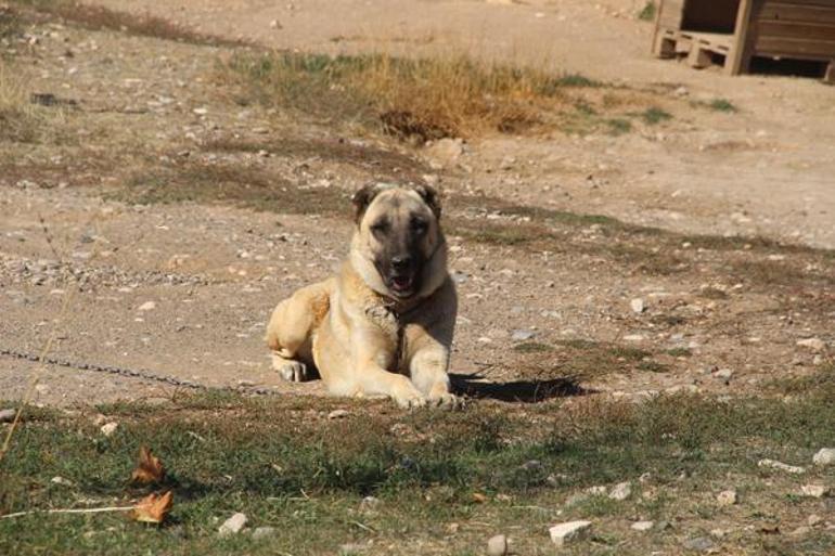 Kangal köpeklerinin fiziksel yapısı değişiyor: Doğanın en zekisi