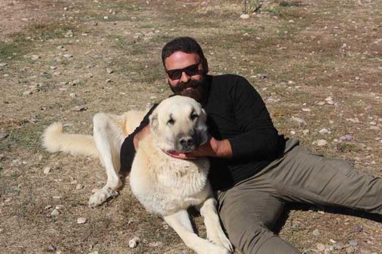 Kangal köpeklerinin fiziksel yapısı değişiyor: Doğanın en zekisi