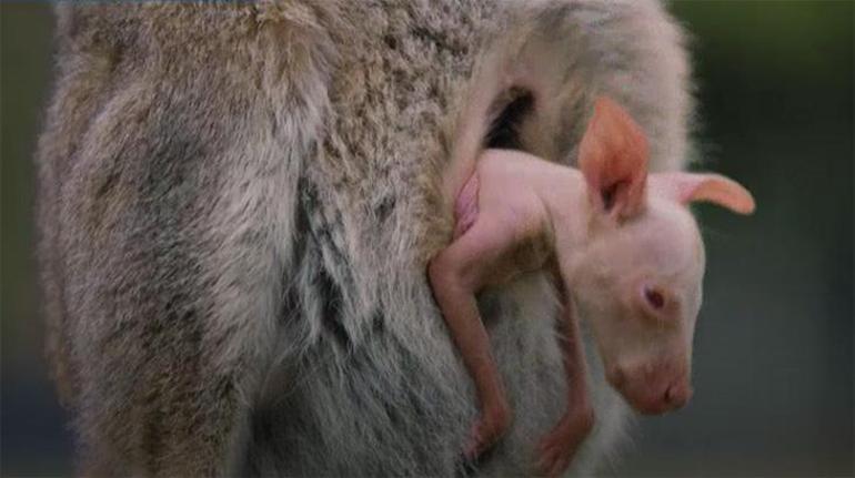 Nadir görülen albino valabi doğdu