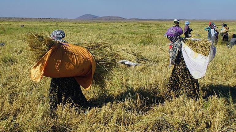 Derikte Karacadağ pirincinin hasadı yapıldı ‘Avrupa ülkelerinden de talep var’