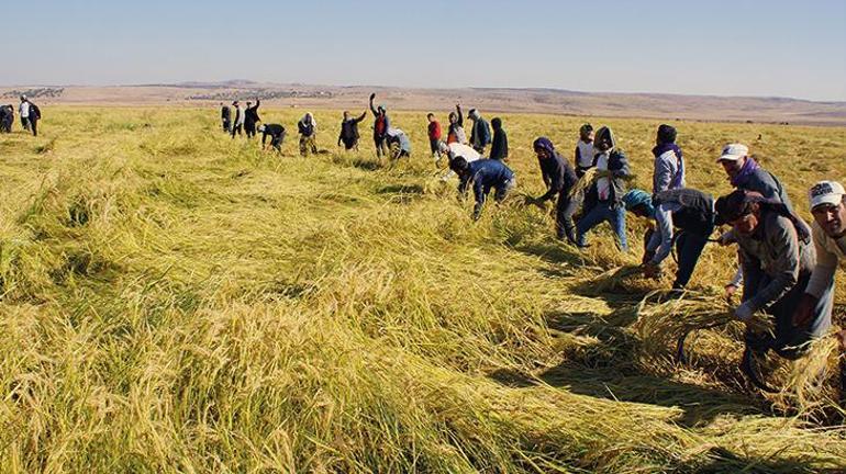 Derikte Karacadağ pirincinin hasadı yapıldı ‘Avrupa ülkelerinden de talep var’