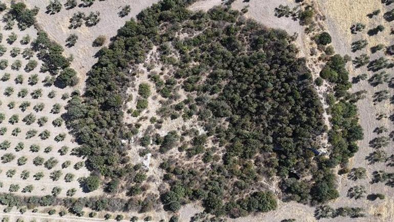 Yer: Çanakkale Zeytin tarlaları içerisinde saklı hazine ortaya çıkacağı günü bekliyor