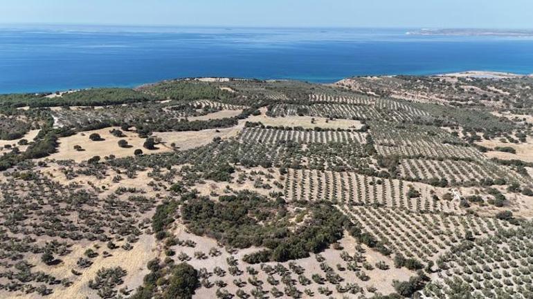 Yer: Çanakkale Zeytin tarlaları içerisinde saklı hazine ortaya çıkacağı günü bekliyor