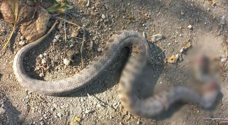 Yer: Osmaniye Zeytin toplarken dünyanın en zehirli yılanı tarafından sokuldu